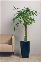 Bambusa ventricosa - Buddhabauch-Bambus Bambusa ventricosa - Buddhabauch-Bambus