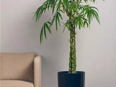 Bambusa ventricosa - Buddhabauch-Bambus Bambusa ventricosa - Buddhabauch-Bambus