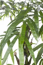 Bambusa ventricosa - Buddhabauch-Bambus Bambusa ventricosa - Buddhabauch-Bambus