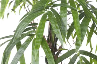 Bambusa ventricosa - Buddhabauch-Bambus Bambusa ventricosa - Buddhabauch-Bambus