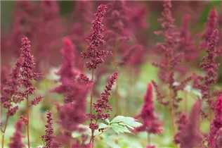 Astilbe x arendsii 'Fanal' - Arends Garten-Prachtspiere 'Fanal'