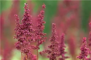 Astilbe x arendsii 'Fanal' - Arends Garten-Prachtspiere 'Fanal'