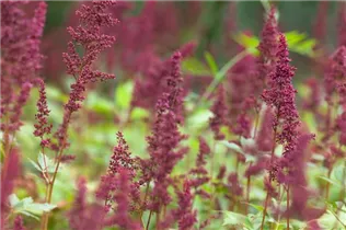 Astilbe x arendsii 'Fanal' - Arends Garten-Prachtspiere 'Fanal'