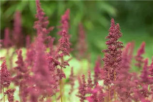 Astilbe x arendsii 'Fanal' - Arends Garten-Prachtspiere 'Fanal'