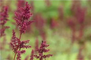 Astilbe x arendsii 'Fanal' - Arends Garten-Prachtspiere 'Fanal'