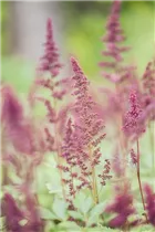 Astilbe x arendsii 'Fanal' - Arends Garten-Prachtspiere 'Fanal'