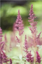 Astilbe x arendsii 'Fanal' - Arends Garten-Prachtspiere 'Fanal'