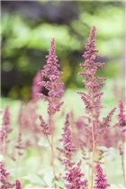 Astilbe x arendsii 'Fanal' - Arends Garten-Prachtspiere 'Fanal'