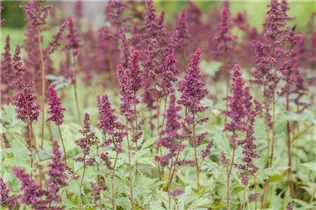 Astilbe x arendsii 'Fanal' - Arends Garten-Prachtspiere 'Fanal'