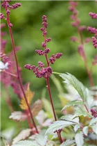 Astilbe x arendsii 'Fanal' - Arends Garten-Prachtspiere 'Fanal'