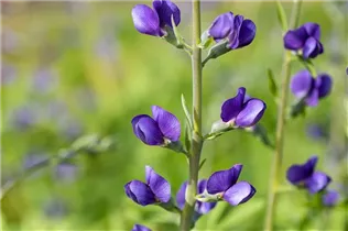 Baptisia australis - Blaue Färberhülse