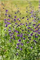 Baptisia australis - Blaue Färberhülse