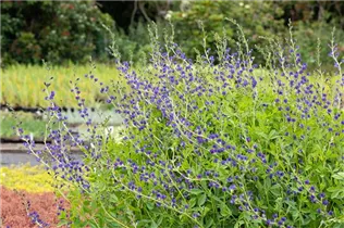 Baptisia australis - Blaue Färberhülse