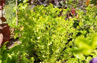 Baptisia tinctoria - Gelbe Färberhülse