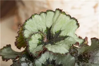 Begonia rex 'Escargot' - Begonie 'Escargot'