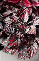 Begonia rex - Königsbegonie Begonia rex - Königsbegonie