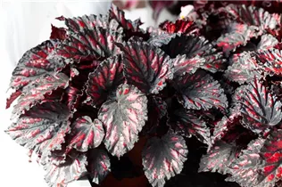 Begonia rex - Königsbegonie Begonia rex - Königsbegonie