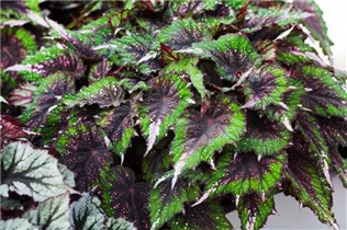 Begonia rex 'Evening Glow'® - Begonie 'Evening Glow'®
