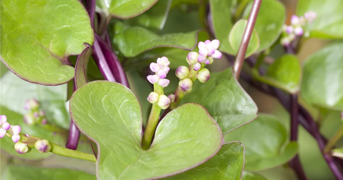 duranta erecta variegata DURANTA ERECTA | Buy Plants in Kuwait
