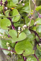 Basella alba - Malabarspinat Basella alba - Malabarspinat