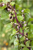 Basella alba - Malabarspinat Basella alba - Malabarspinat