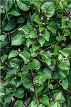 Basella alba - Malabarspinat Basella alba - Malabarspinat