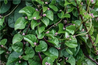 Basella alba - Malabarspinat Basella alba - Malabarspinat
