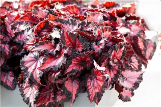 Begonia rex 'Inca Night'® - Begonie 'Inca Night'®