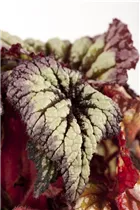 Begonia rex 'Magic Colours' - Begonie 'Magic Colours' Begonia rex 'Magic Colours' - Begonie 'Magic Colours'