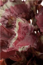 Begonia rex 'Magic Colours' - Begonie 'Magic Colours' Begonia rex 'Magic Colours' - Begonie 'Magic Colours'