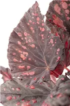 Begonia rex 'Magic Colours' - Begonie 'Magic Colours' Begonia rex 'Magic Colours' - Begonie 'Magic Colours'