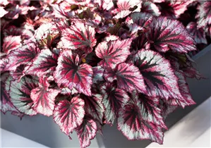 Begonia rex 'Morning Dew'® - Begonie 'Morning Dew'®