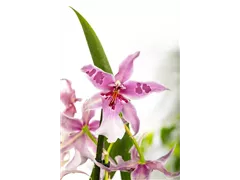 Beallara 'Morning Joy' - Beallara-Orchidee 'Morning Joy' Beallara 'Morning Joy' - Beallara-Orchidee 'Morning Joy'