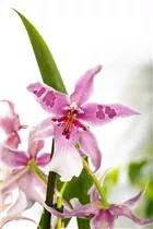 Beallara 'Morning Joy' - Beallara-Orchidee 'Morning Joy' Beallara 'Morning Joy' - Beallara-Orchidee 'Morning Joy'