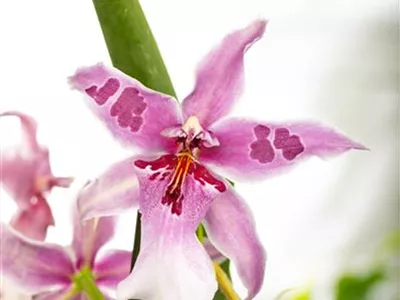 Beallara 'Morning Joy' - Beallara-Orchidee 'Morning Joy' Beallara 'Morning Joy' - Beallara-Orchidee 'Morning Joy'