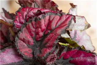Begonia rex 'Red Heart' - Blattbegonie 'Red Heart'