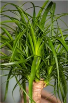 Beaucarnea recurvata - Elefantenfuß Beaucarnea recurvata - Elefantenfuß