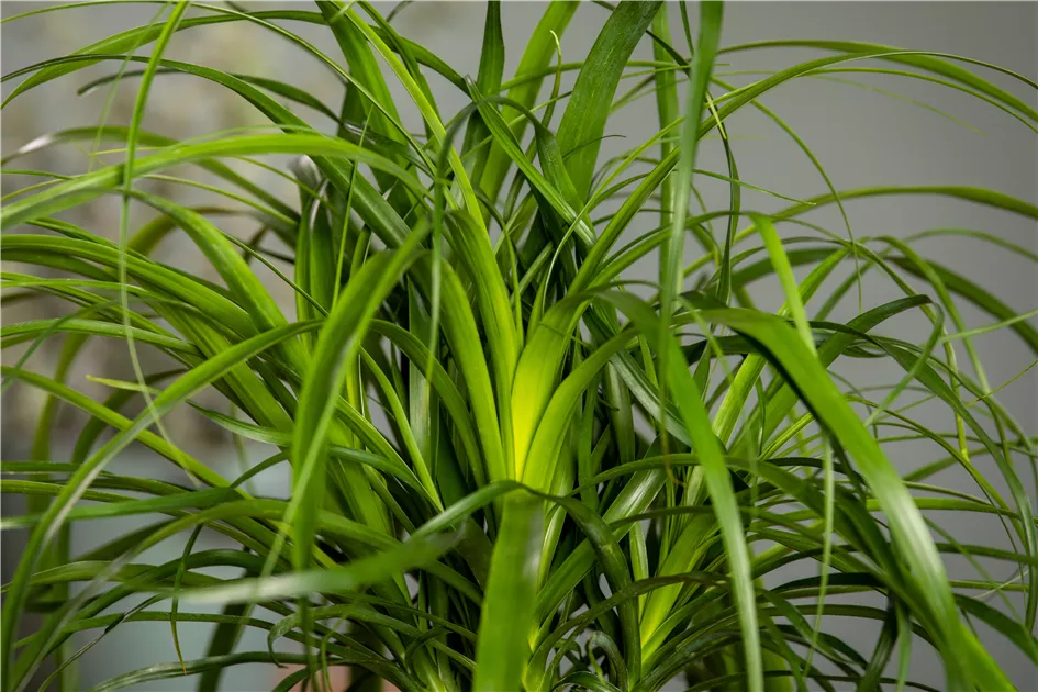 ficus geigenfeige Geigenfeige kaufen | Ficus lyrata main image 1