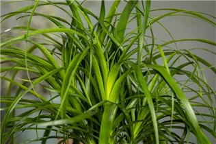 Beaucarnea recurvata - Elefantenfuß Beaucarnea recurvata - Elefantenfuß