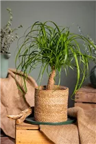 Beaucarnea recurvata - Elefantenfuß Beaucarnea recurvata - Elefantenfuß