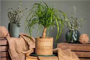 Beaucarnea recurvata - Elefantenfuß Beaucarnea recurvata - Elefantenfuß