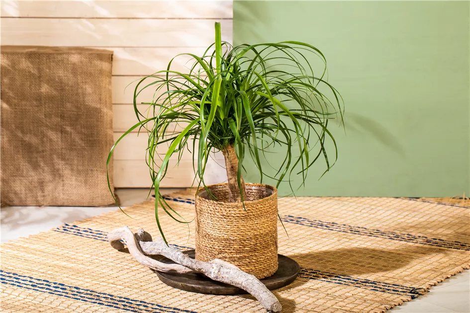 goldfruchtpalme standort Areca Zimmerpflanze - Goldfruchtpalme Ø:21 H:120 cm main image 1