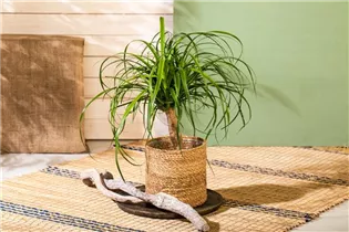 Beaucarnea recurvata - Elefantenfuß Beaucarnea recurvata - Elefantenfuß