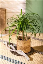Beaucarnea recurvata - Elefantenfuß Beaucarnea recurvata - Elefantenfuß