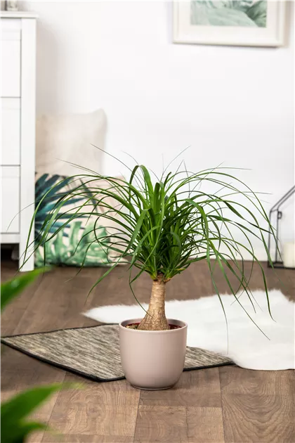 glücksfeder kaffeesatz Glücksfeder in weißem Blumentopf - Zamioculcas zamiifolia main image 1