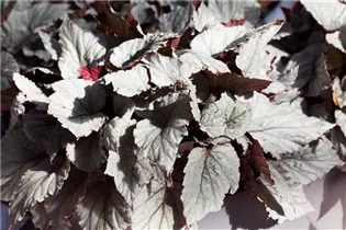 Begonia rex 'Yukon Frost'® - Begonie 'Yukon Frost'®