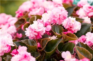 Begonia semperflorens 'Doublet'® - Begonia