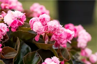 Begonia semperflorens 'Doublet'® - Begonia