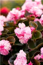 Begonia semperflorens 'Doublet'® - Begonia