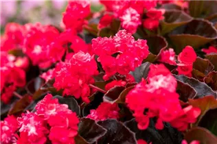 Begonia semperflorens 'Doublet'® - Begonia